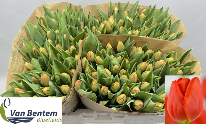 <h4>TU EN CADANS</h4>