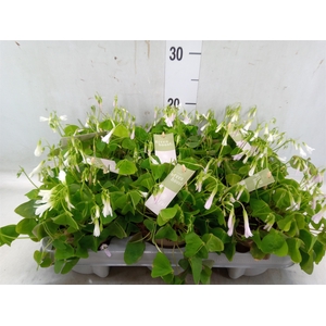 Oxalis trian. ssp papilion.