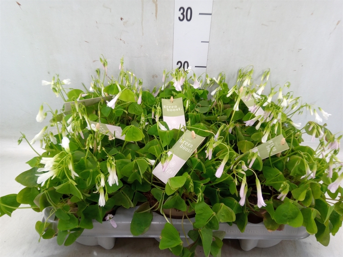 <h4>Oxalis trian. ssp papilion.</h4>