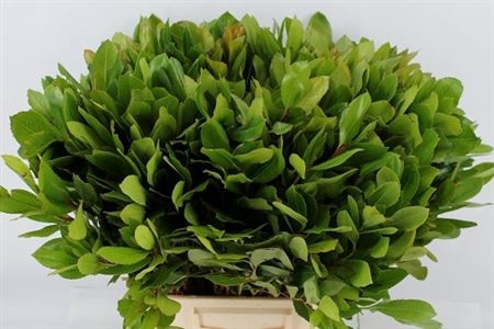 <h4>ARBUTUS UNEDO</h4>