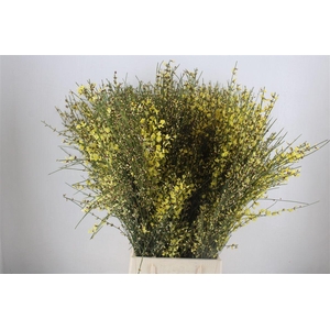 Ginster 400gr Yellow P Bunch