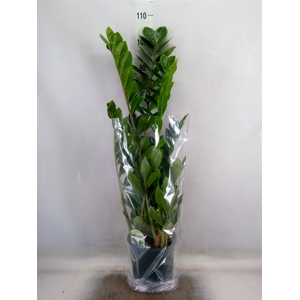 Zamioculcas zamiifolia