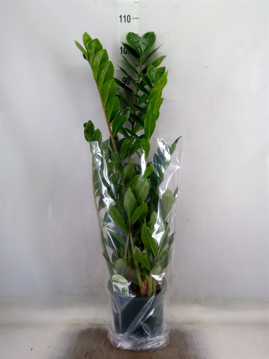 <h4>Zamioculcas zamiifolia</h4>