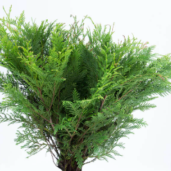 <h4>FOLHAGEM TUIA</h4>