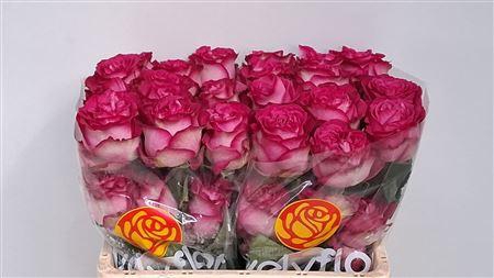 <h4>R GR DARK CROWN</h4>