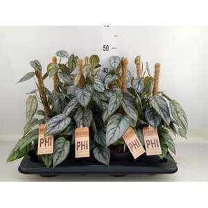 Philodendron brandtianum