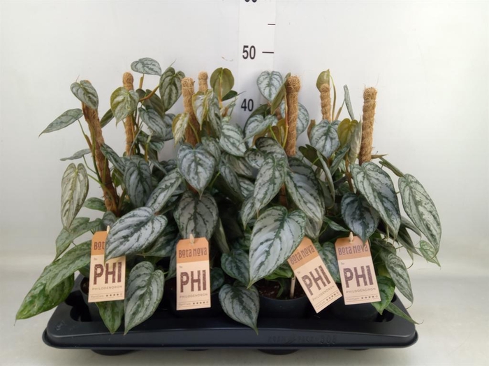 <h4>Philodendron brandtianum</h4>