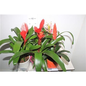 Bromelia Gem Decopotten