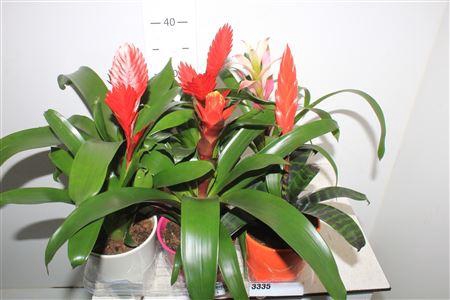 <h4>Bromelia Gem Decopotten</h4>