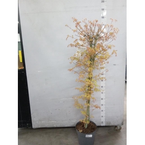 Acer palmatum 'Katsura'