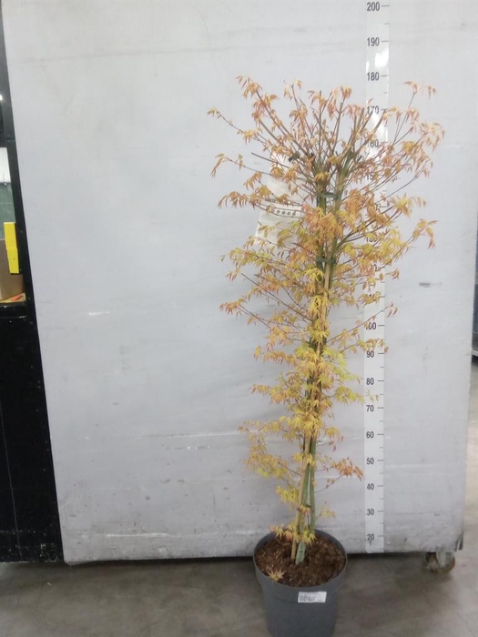 <h4>Acer palmatum 'Katsura'</h4>