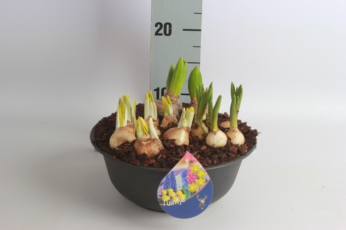 <h4>ARR BOL KNOLGEWAS</h4>