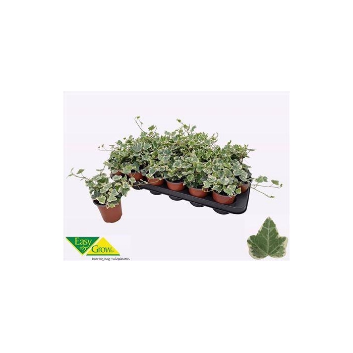 <h4>Hed He White Wonder</h4>