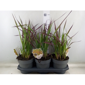 Imperata cylindrica 'Red Baron'