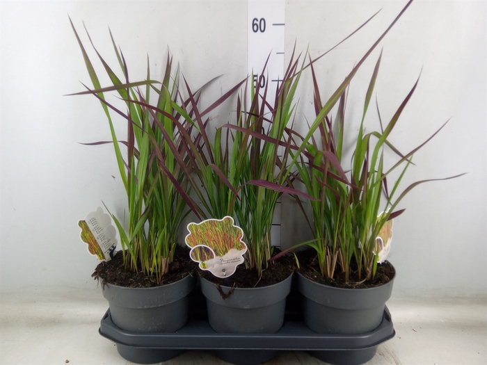 <h4>Imperata cylindrica 'Red Baron'</h4>