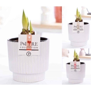 Hippeastrum mix in P&PURE Ivy ceramics shiny white