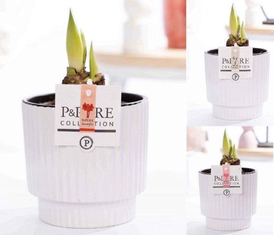 <h4>Hippeastrum mix in P&PURE Ivy ceramics shiny white</h4>