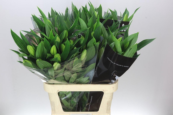 <h4>Lil Or Santander</h4>