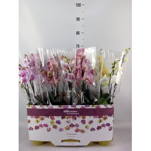 Phalaenopsis   ...mix 10
