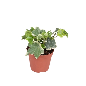 Hedera helix bont