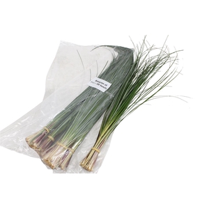 Beargrass V P X5