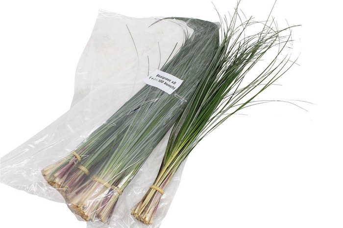 <h4>Beargrass V P X5</h4>