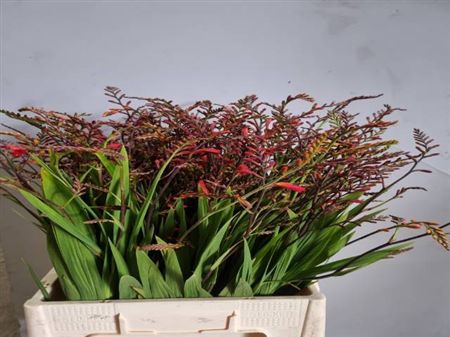 Crocos Emberglow
