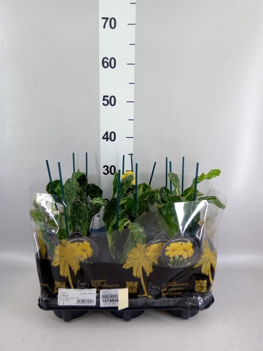 <h4>Opuntia</h4>