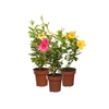 MANDEVILLA P14 PREMIUM