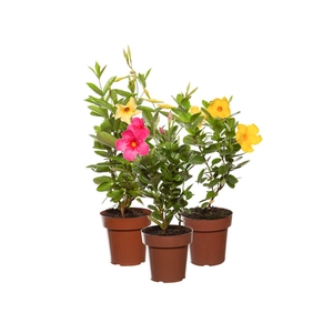 MANDEVILLA P14 PREMIUM