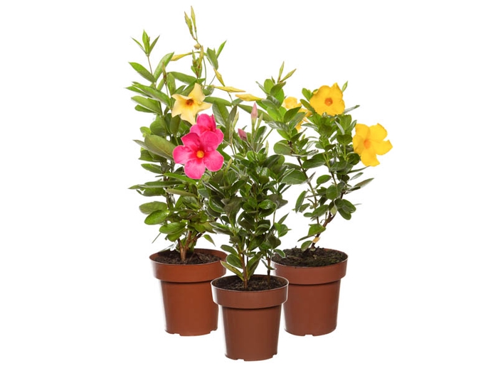 <h4>MANDEVILLA P14 PREMIUM</h4>