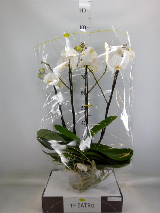 <h4>Phalaenopsis   ...white</h4>