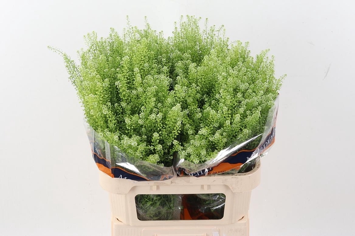 <h4>Lep Ru Green Bell</h4>