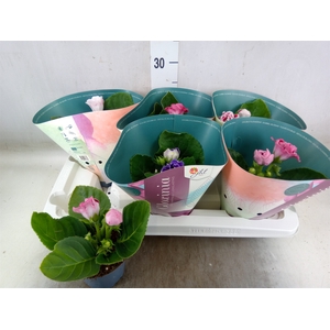 Sinningia  'Brocade'   ...mix