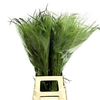 Panicum Fountain