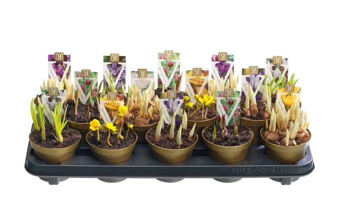 <h4>Bollen mix special</h4>