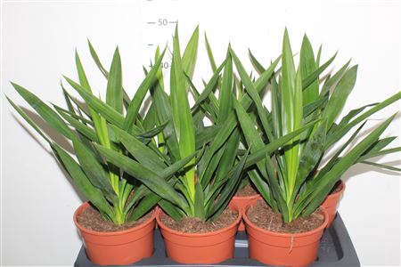Yuc Elephantipes