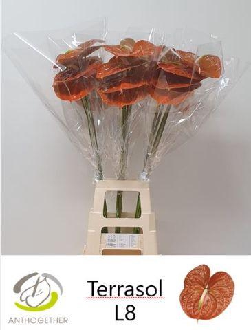 <h4>ANTH A TERRASOL 20 XXL</h4>