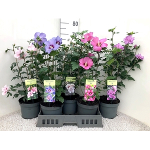 HIBISCUS SYRIACUS