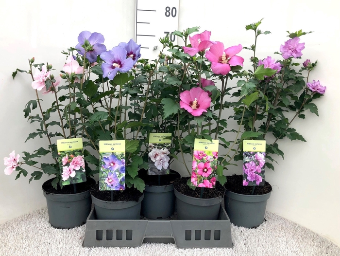 <h4>HIBISCUS SYRIACUS</h4>