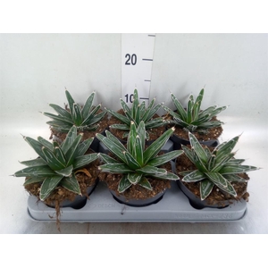 Agave victoriae-reginae