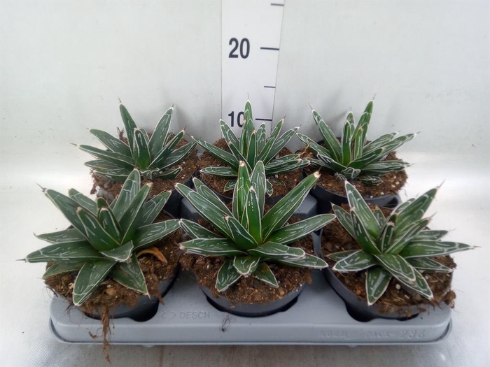 <h4>Agave victoriae-reginae</h4>