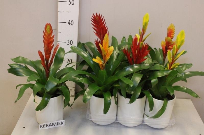 <h4>VRIES GEM 6 SRT</h4>