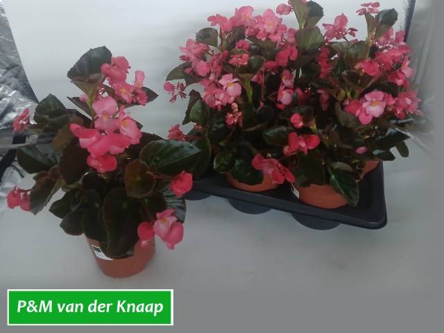 <h4>BEGONIA BIG ROSE W BR L</h4>