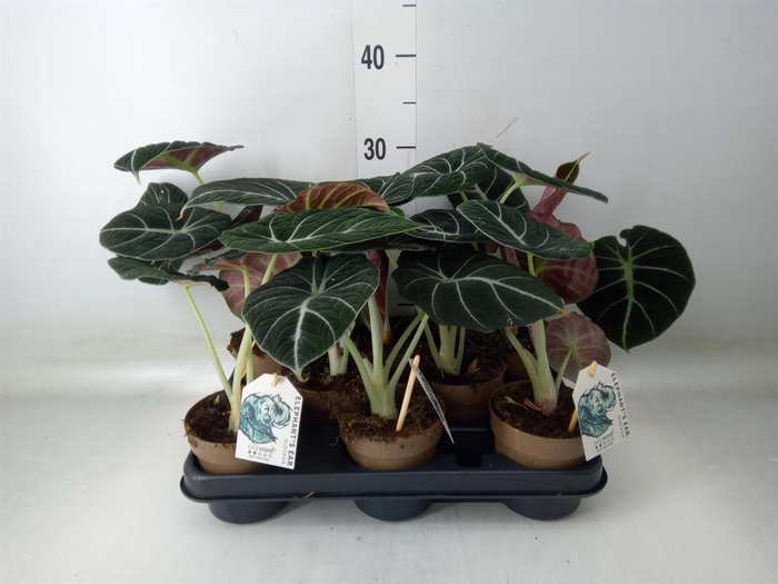 <h4>Alocasia ...</h4>