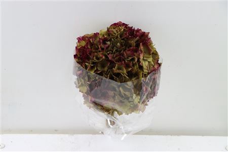 <h4>Pres Hydrangea Natural Lilac Bunch</h4>