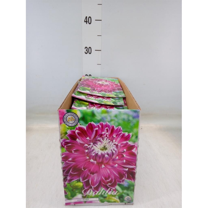 <h4>Dahlia   ...flowerbulbs</h4>