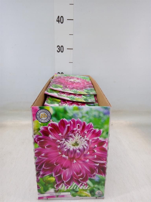 <h4>Dahlia   ...flowerbulbs</h4>