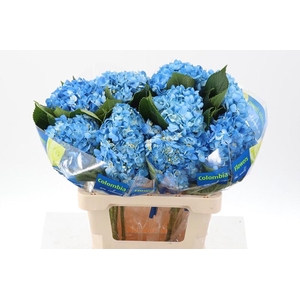 Hydr Dark Blue Select