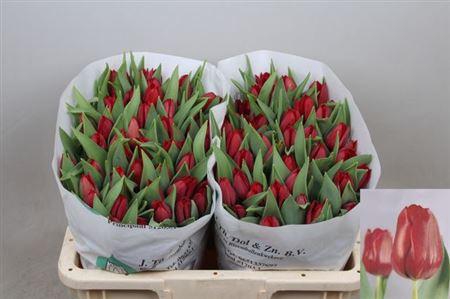 <h4>Tu En Pallada</h4>